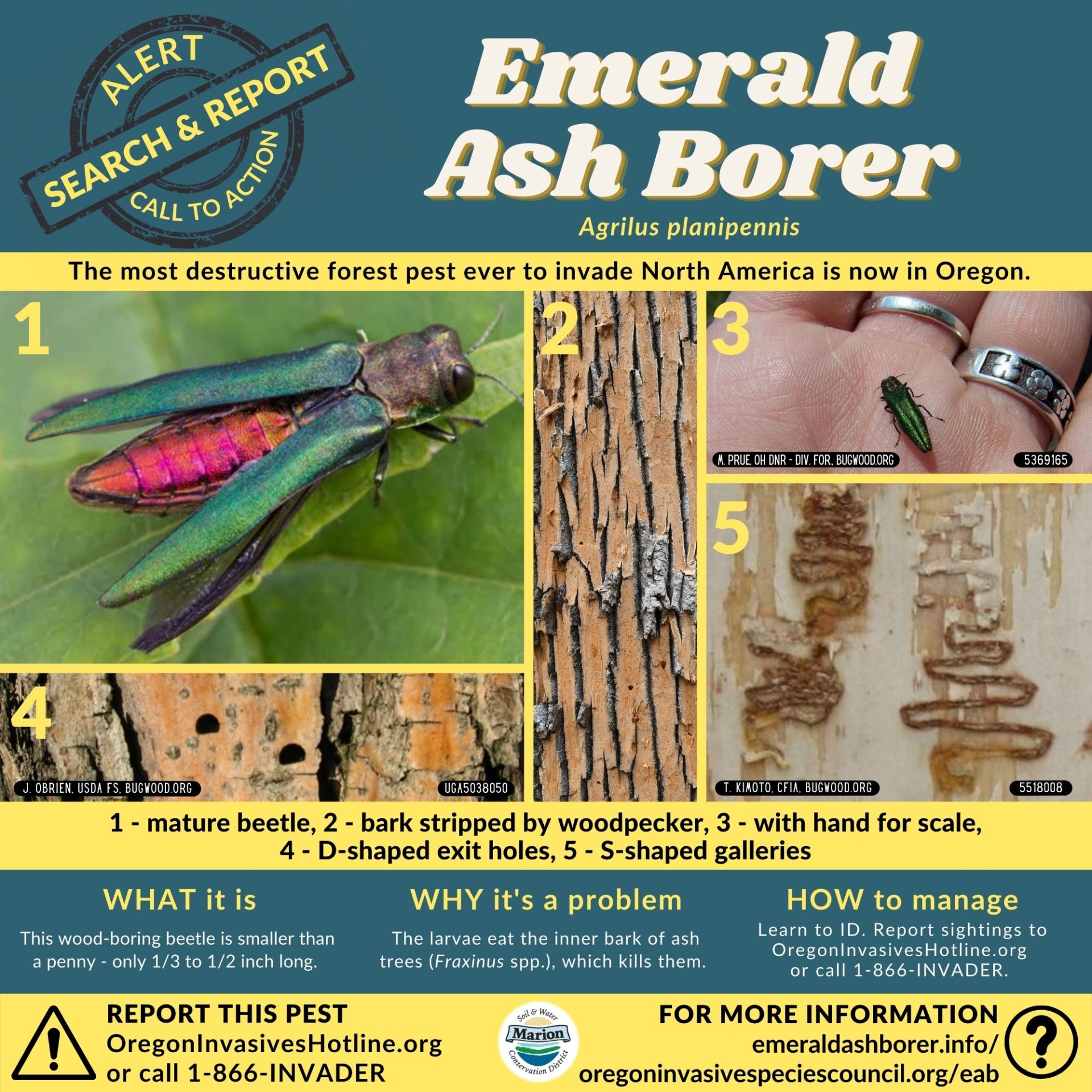 How to Cope with Emerald Ash Borer - Marion SWCD