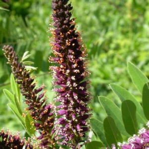 Tall spire of smaller purple flowers with yellow and white stamen