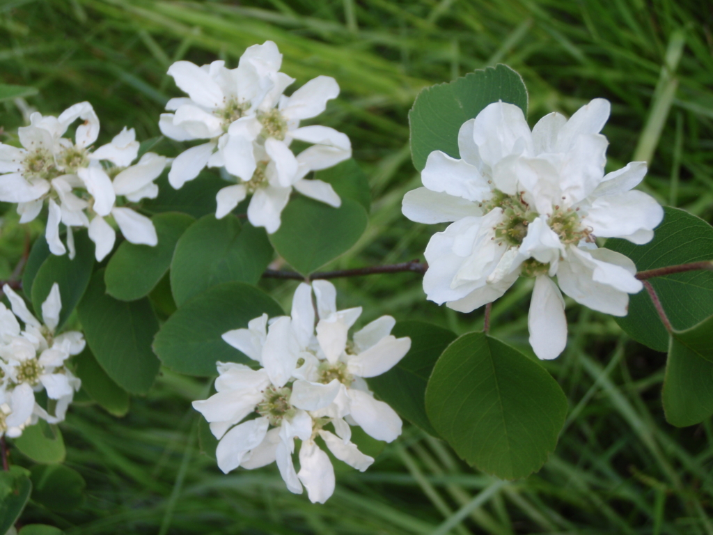 serviceberry clusters of white flowers