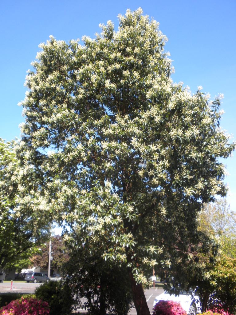 Pacific Madrone Arbutus menziesii Large tree with leaves and white flowers