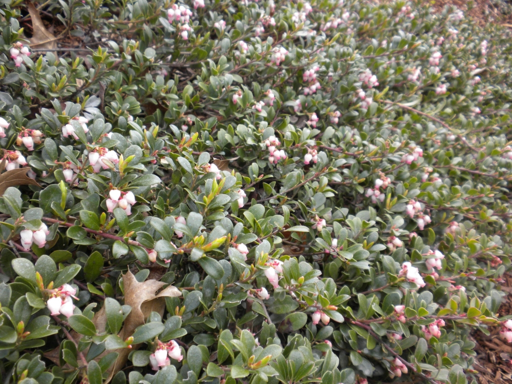 Kinnikinnik, Arctostaphylos uva-ursi, Hedgerow of green leaves and pink flowers