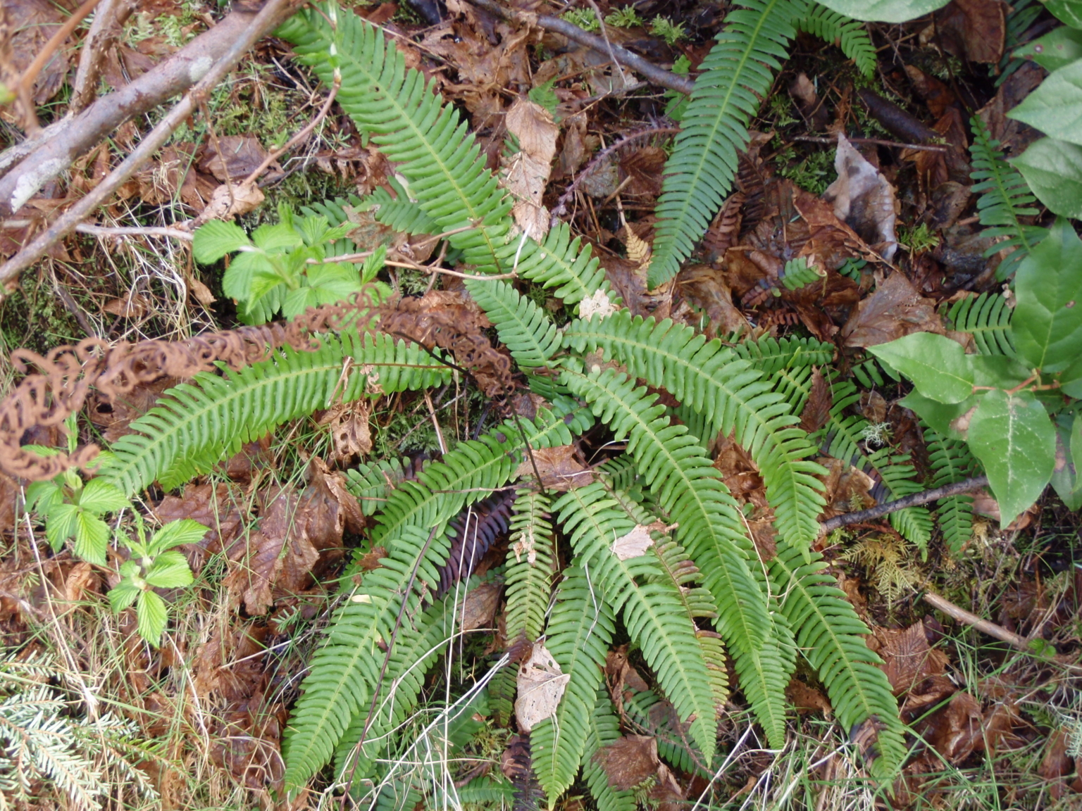 deer-fern-marion-swcd