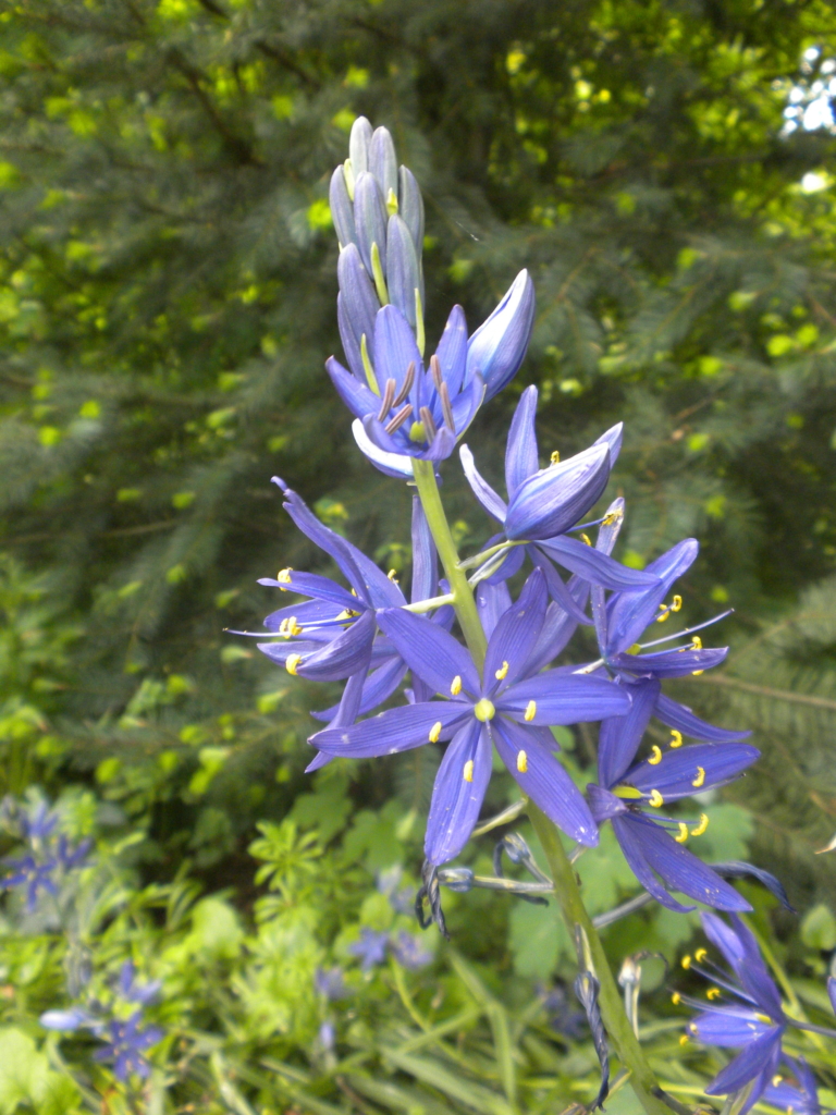 Camas, Great (Purple) Camassia leichtlinii ssp suksdorfii Large Purple Flowers