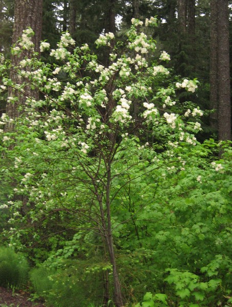 A shrub that grows upright with most of the leaves coming out from the top part of the plant, lower half is a few straight stems, rather reddish. Clusters of small white flowers at branch tips