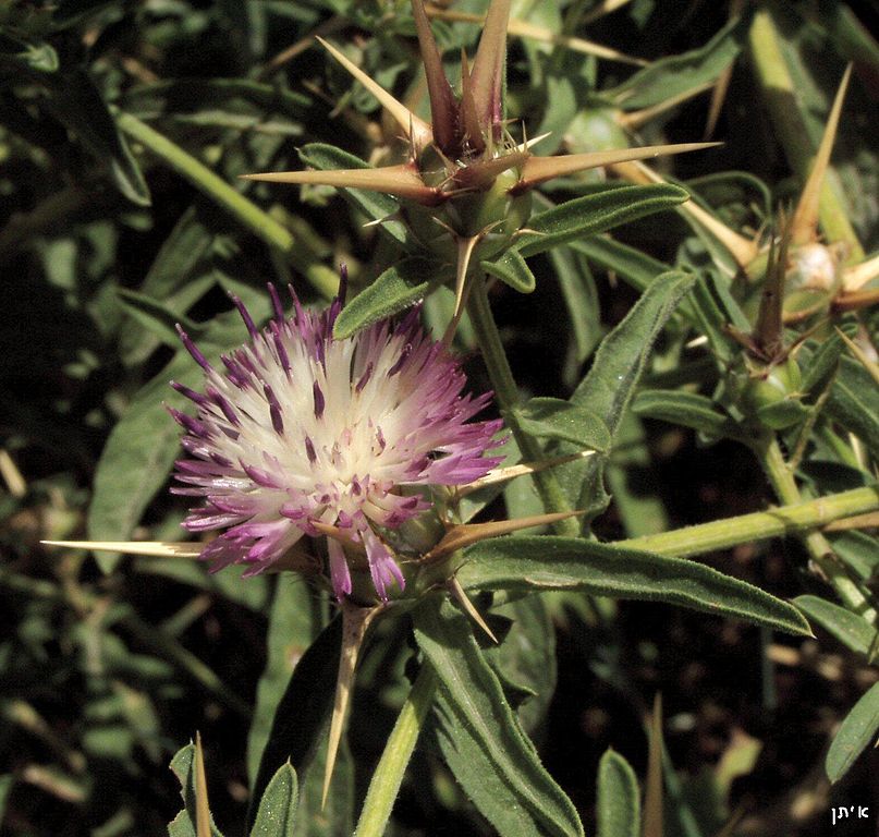 A purple tipped white flower with many petals, rounded top, bracts tipped with long spines.