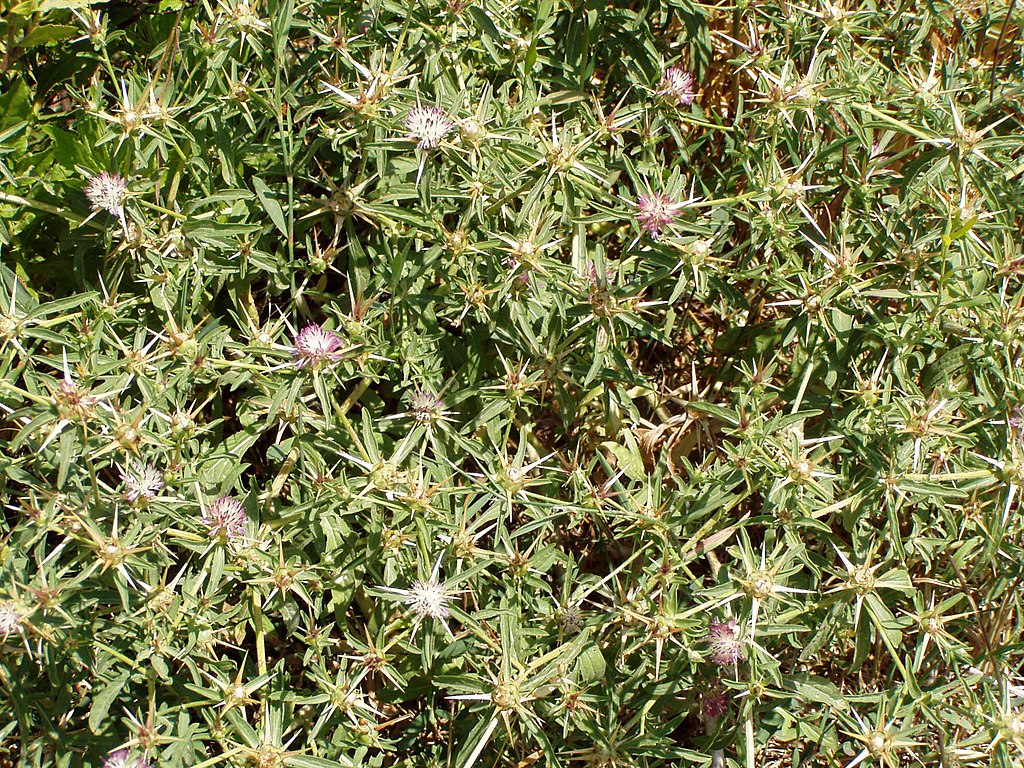 a patch of Iberian Starthistle with many purple tipped white flowers atop stems with long thin leaves. Flower heads have 6 or more long spines.