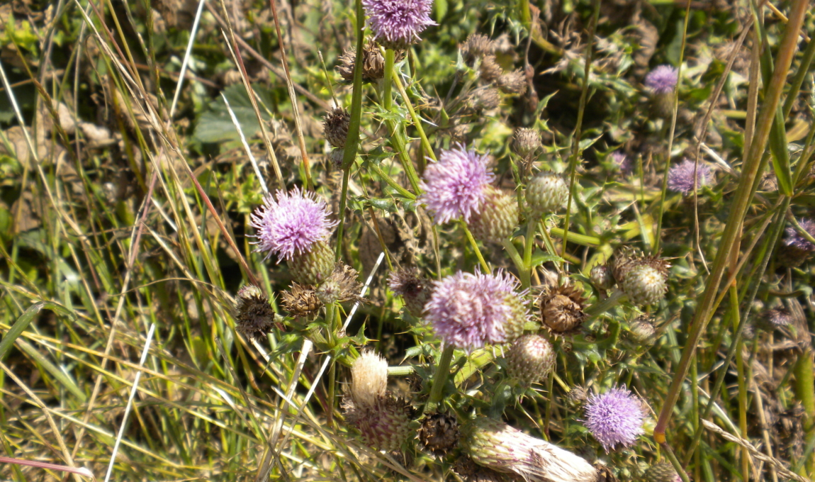 Canada Thistle Cirsium arvense Flower pods with small purple tufts
