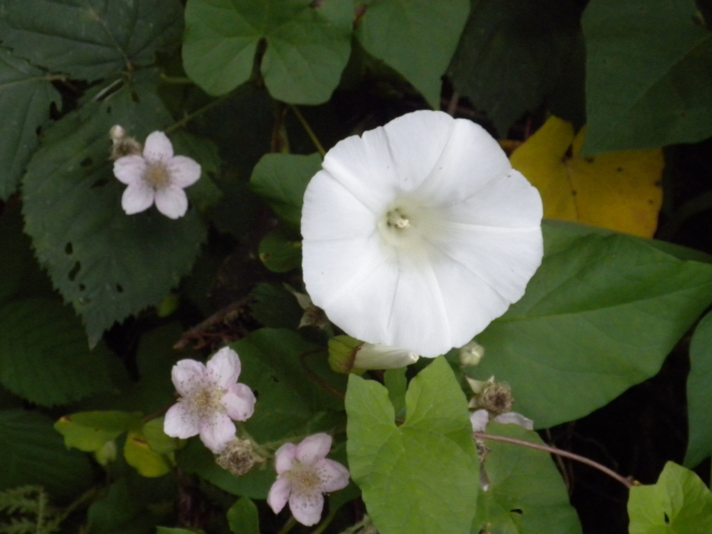 Bindweed Convolvulus arvensis Large White Trumpet like Flower