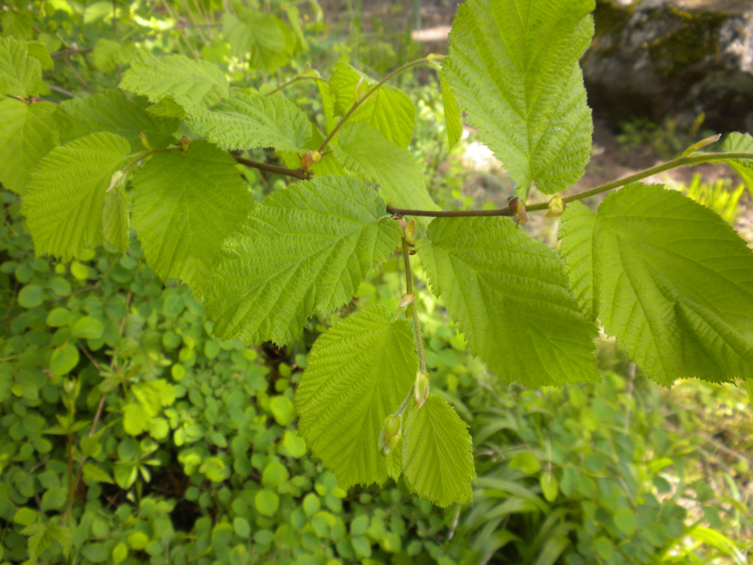 beaked-hazelnut-fruit-native-plants-of-philadelphia-pinterest