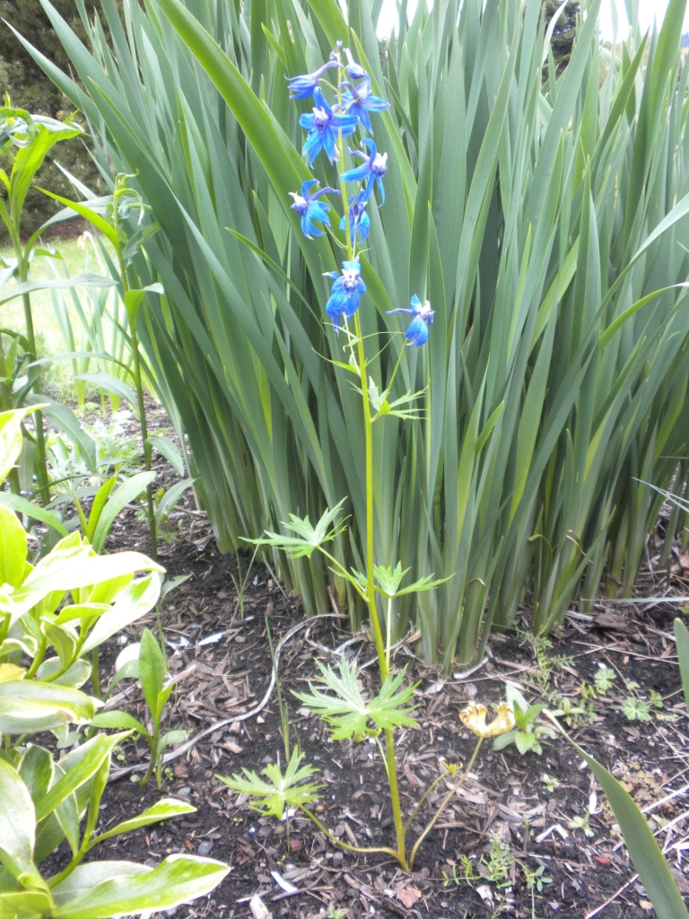 a thin stalked larskspur with dissected foliage and multiple blue flowers