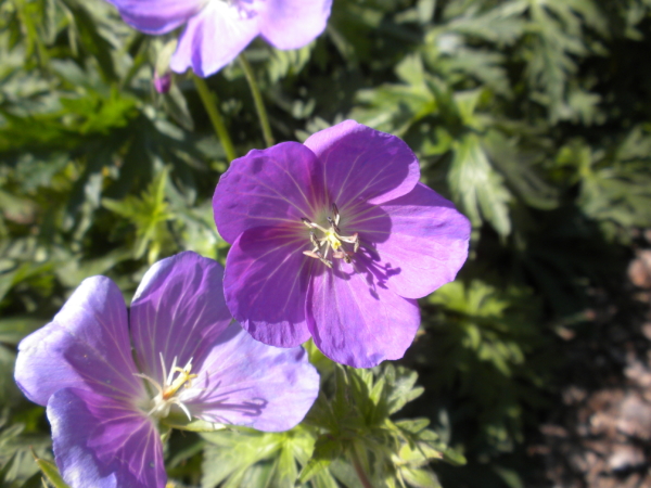 Oregon Geranium - Marion SWCD