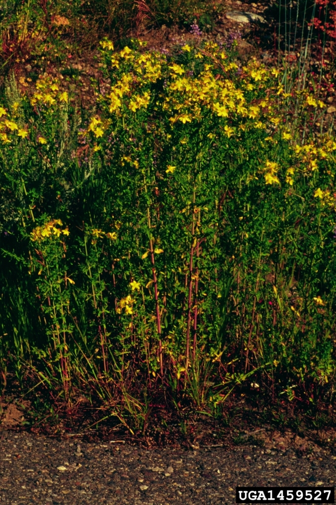 Long red stems with small green leaves and small yellow flowers