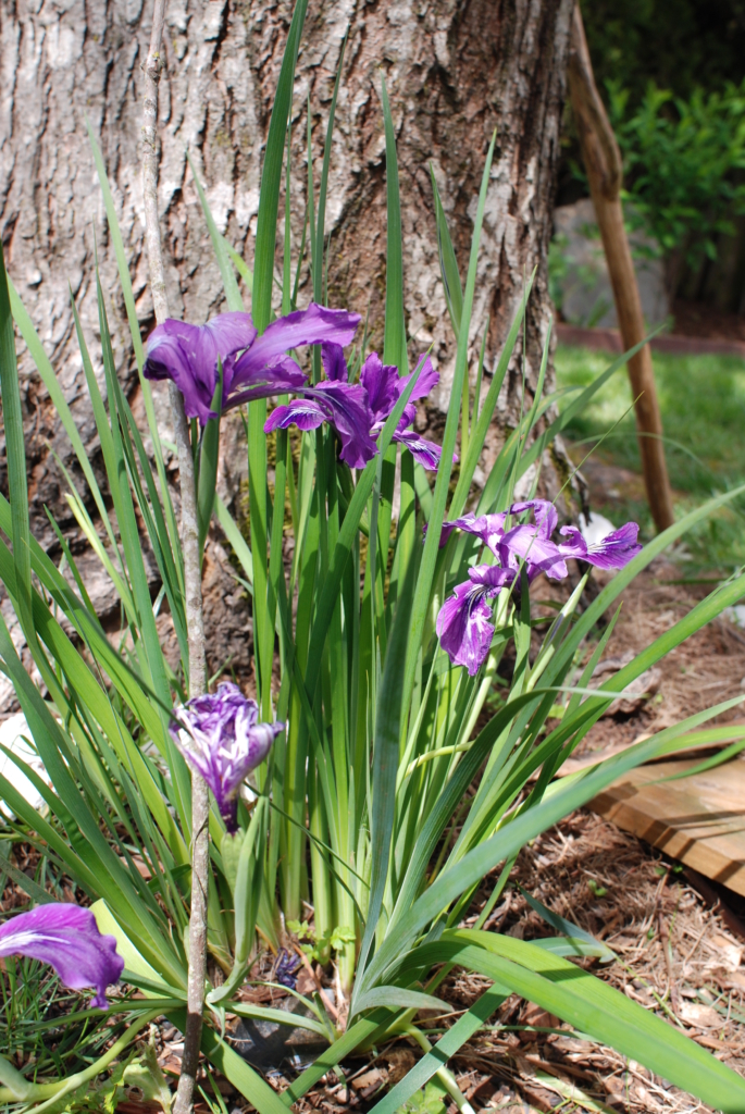 Oregon Iris Iris tenax Long green leaves coming up around tall purple flowers