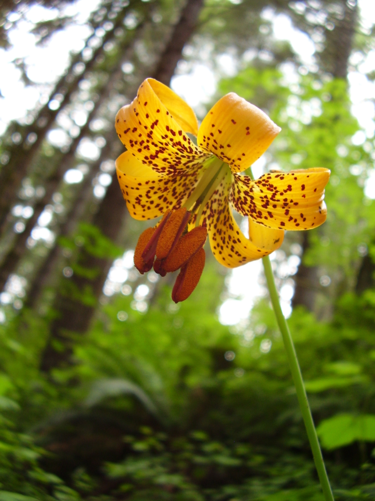 Columbia Lily - Marion SWCD
