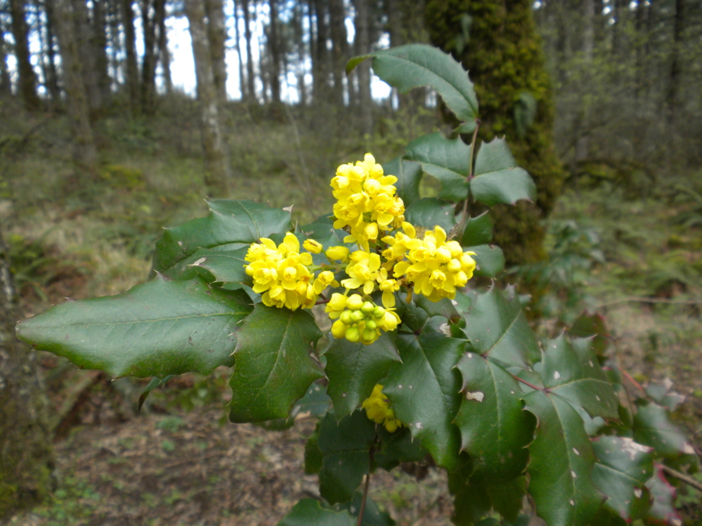 Tall Oregon Grape Mahonia aquifolium Green spiny glossy leaves with small yellow flowes