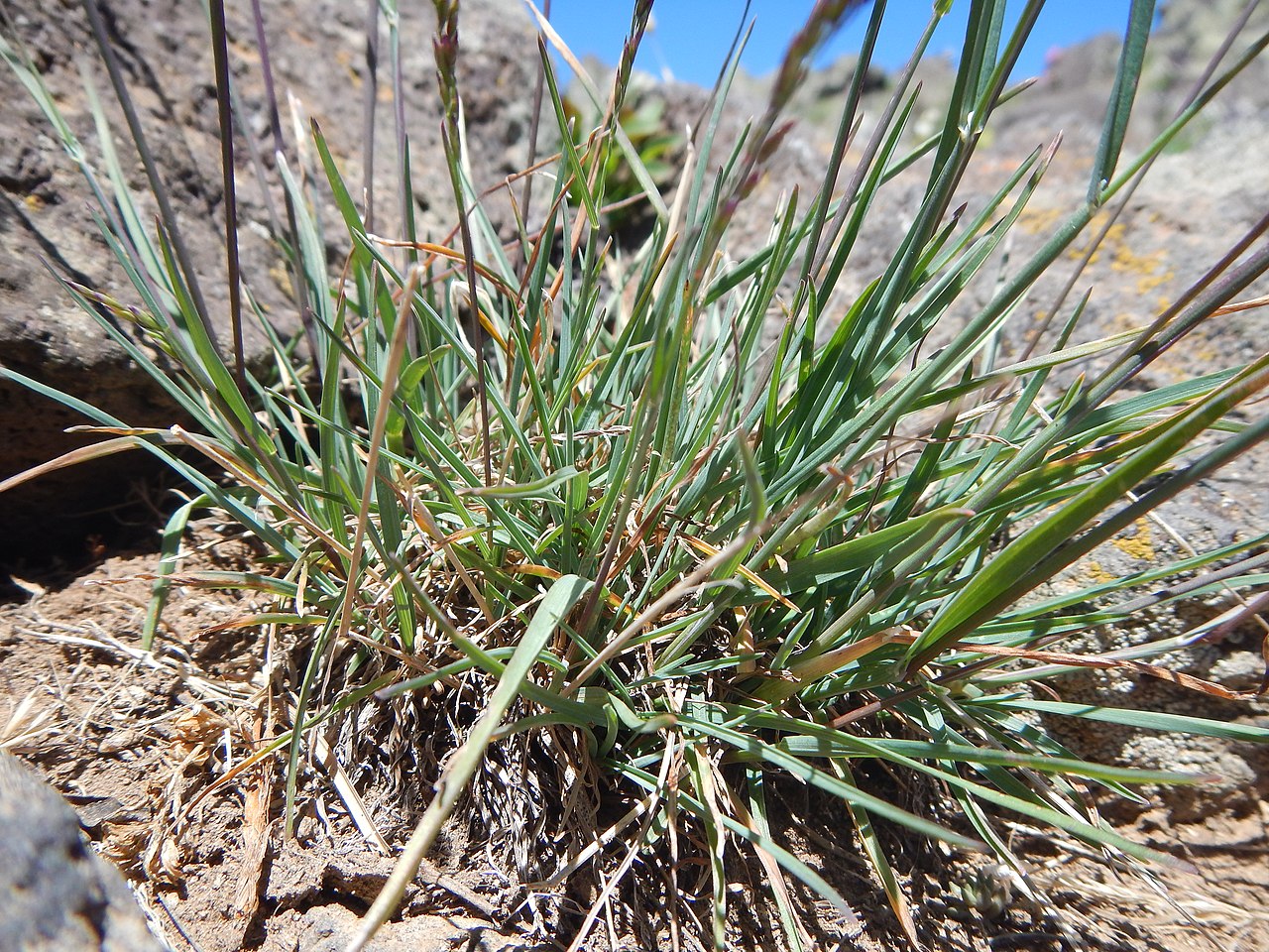 Pine Bluegrass - Marion SWCD