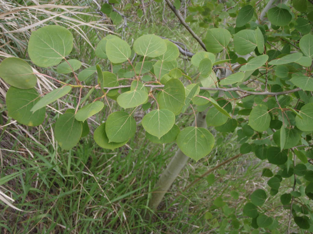 leaves are round to heart shape and flat