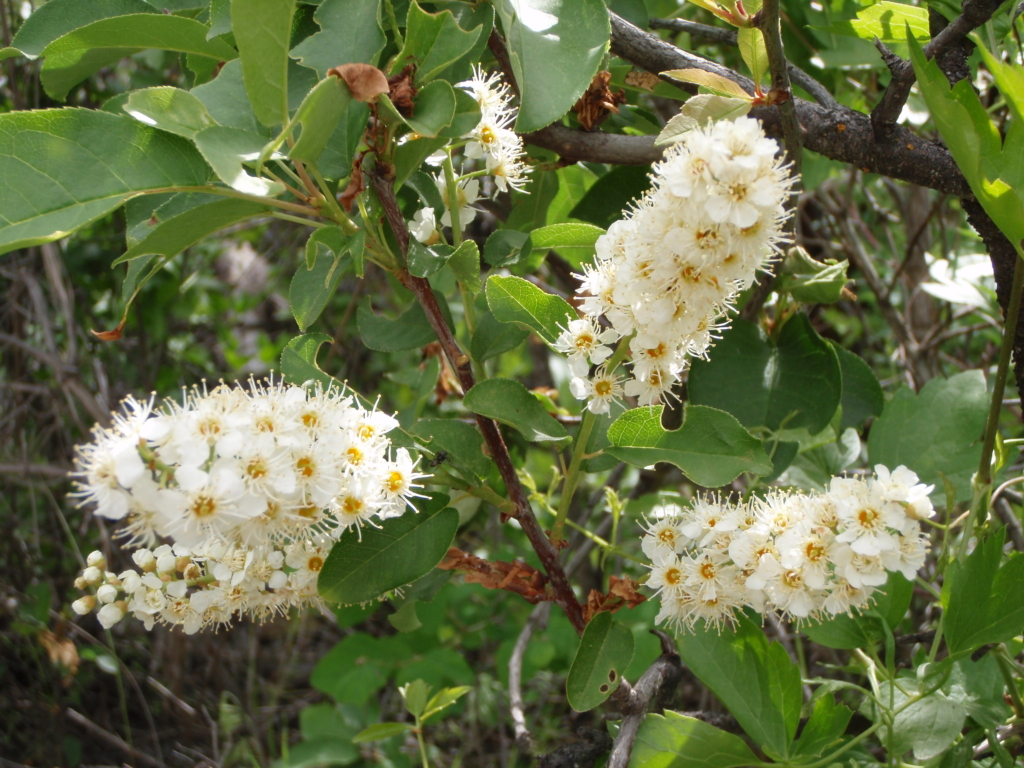clusters of small white flowers will become small fruits