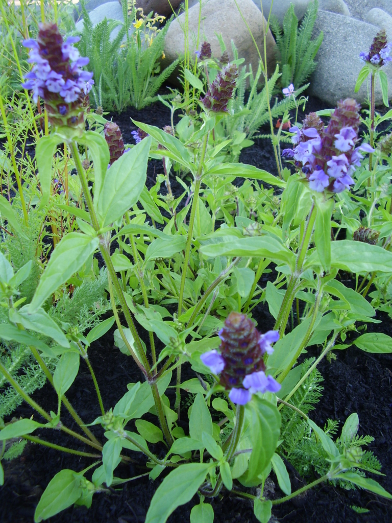 Common Selfheal Prunella vulgaris Stems with green leaves and purple flowers