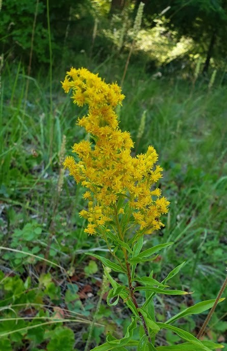 Goldenrod, Canada Solidago canadensis Spire of many bright yellow small flowers