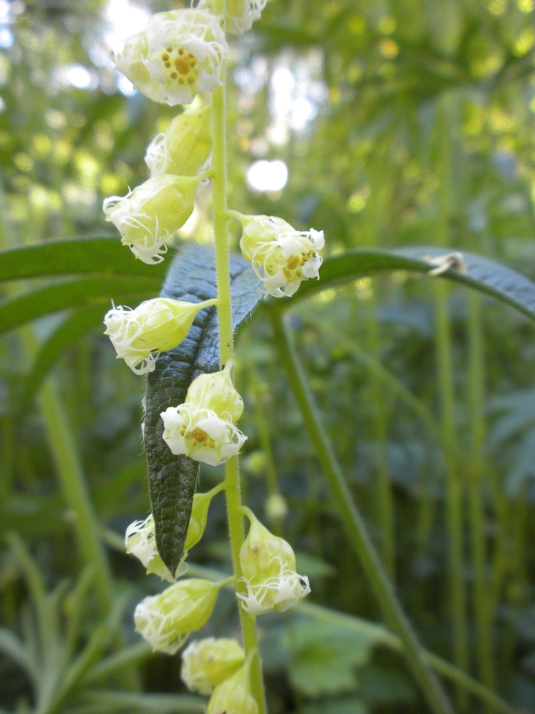 Fringecup Tellima grandiflora Tall stalk of small like bellshaped flowers