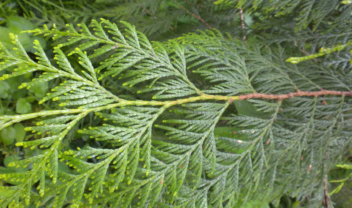 Western Red Cedar Thuja plicata Large stem of flat needles