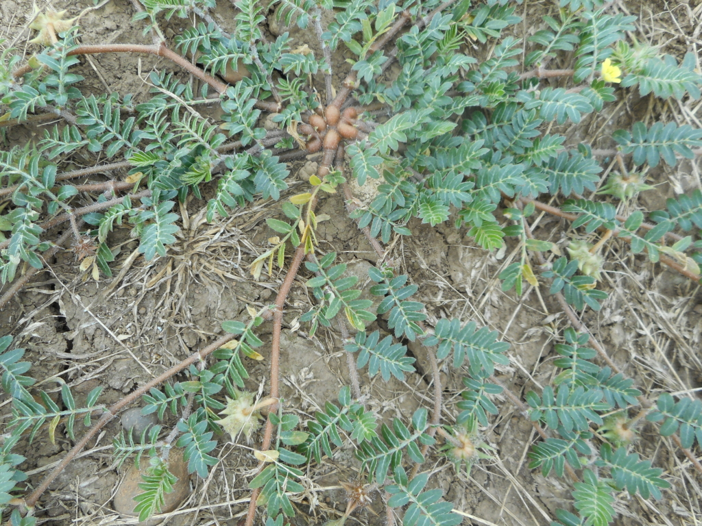 Puncturevine Tribulus terrestris Ground cover with creeping, spiky, spreading stems with opposite leaflets