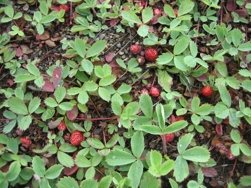 Mountain strawberry is a pretty groundcover with low growing leaves in groupings of three, creeping red runners, and red strawberries.