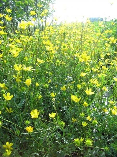 A patch of yellow-flowered buttercups on thin stems