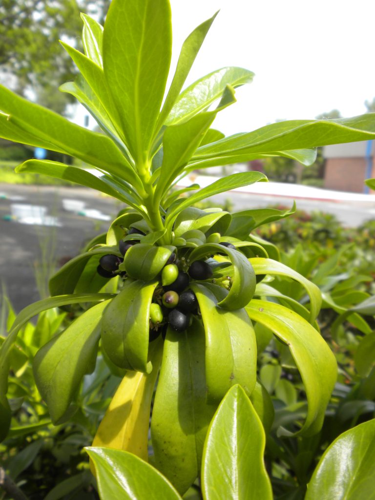 evergreen leaves lance shaped in whorls with berries attached close in against stem