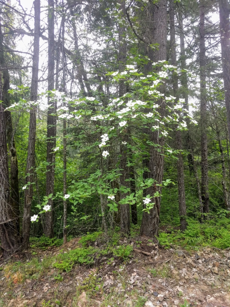 a small rangey tree in forest understory with showy white inflorescences