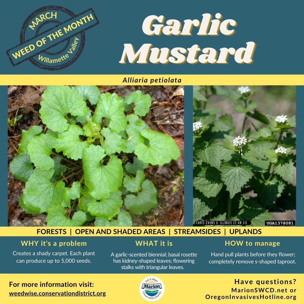 Square social media graphic for March 2022 Weed of the Month: Garlic Mustard with green and yellow colors. showing scalloped basal leaves and toothed triangular leaves on flowering stems. Flowers are small and white.