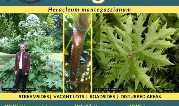 A green and yellow flyer showing images of giant hogweed: the whole plant behind a person, the fuzzy red splotched stem, and the large pointy lobed leaf