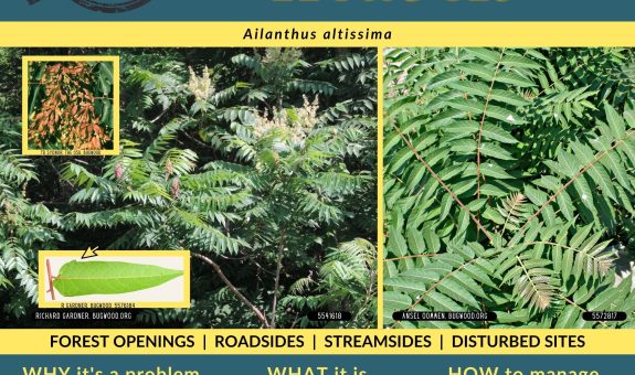 Green and yellow flyer for tree of heaven shows images of its compound leaves with many leaflets that have 1-2 bumps at the leaf base.