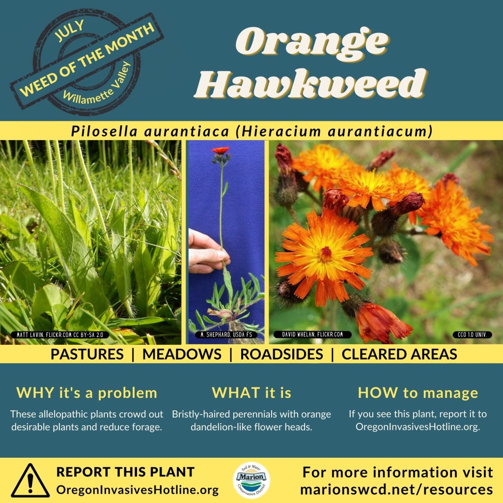 Square green and yellow flyer for orange hawkweed shows images of yellowy orange centered orange petalled disk and ray flowers and lance shaped leaves at base of stems.