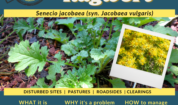 Square yellow and green weed of the month graphic with yellow flowers and deeply lobed leaves of tansy ragwort