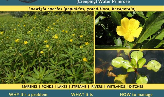 Mid-Willamette CWMA's August 2022 Weed of the Month Flyer for Ludwigia which has yellow 5-6 petalled flowers and some spoon shaped rosettes of leaves and other willow-like lance shaped leaves