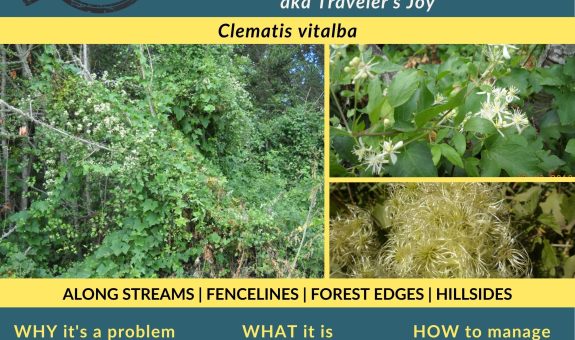 A green and yellow flyer for weed of the month old man's beard - a vine that climbs and consumes trees and has small white clematis flowers and hairy looking seed heads.