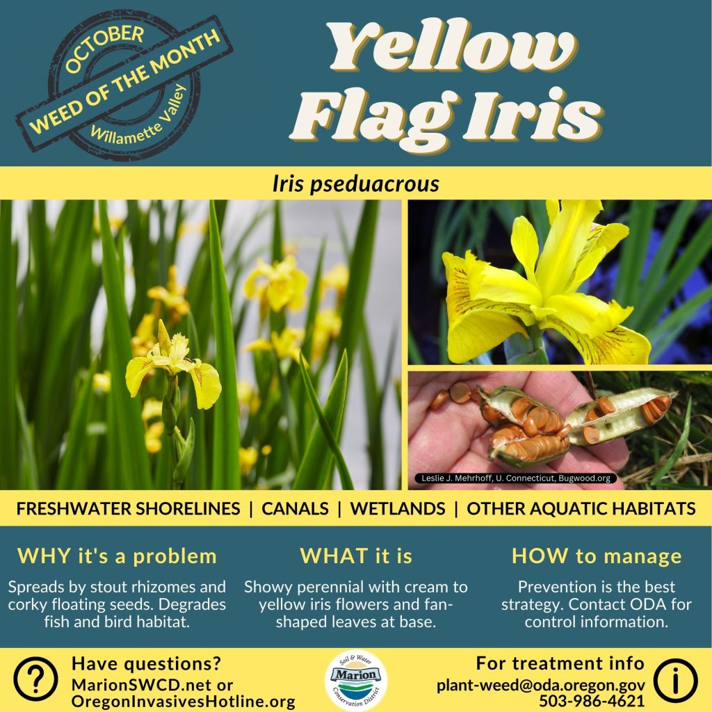 Square green and yellow social media graphic for weed of the month yellow flag iris showing yellow iris flowers and large seed pods with corky seeds that can float.