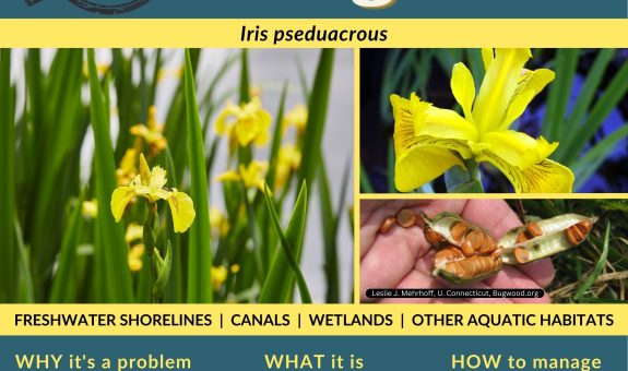 Square green and yellow social media graphic for weed of the month yellow flag iris showing yellow iris flowers and large seed pods with corky seeds that can float.