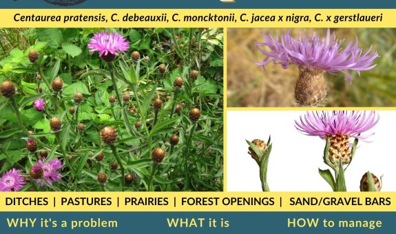 Square green and yellow flyer for meadow knapweed shows purple thistle like flower heads with hairy bracts.