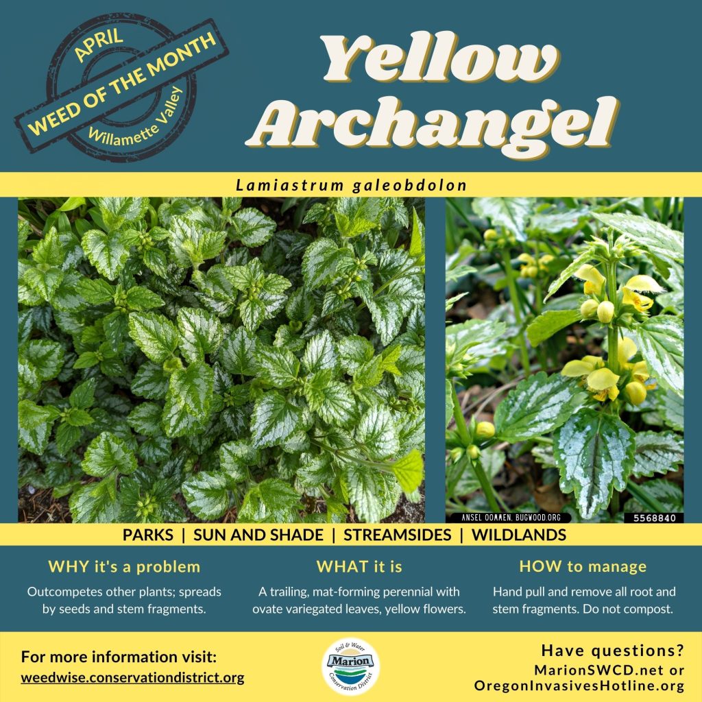 Trailing perennial with silvery variegation on ovate leaves and yellow flowers. Green and yellow flyer.