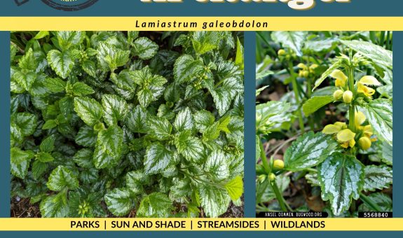 Green and yellow graphic for Yellow Archangel with images showing the plant's silvery variegated ovate leaves and small yellow flowers