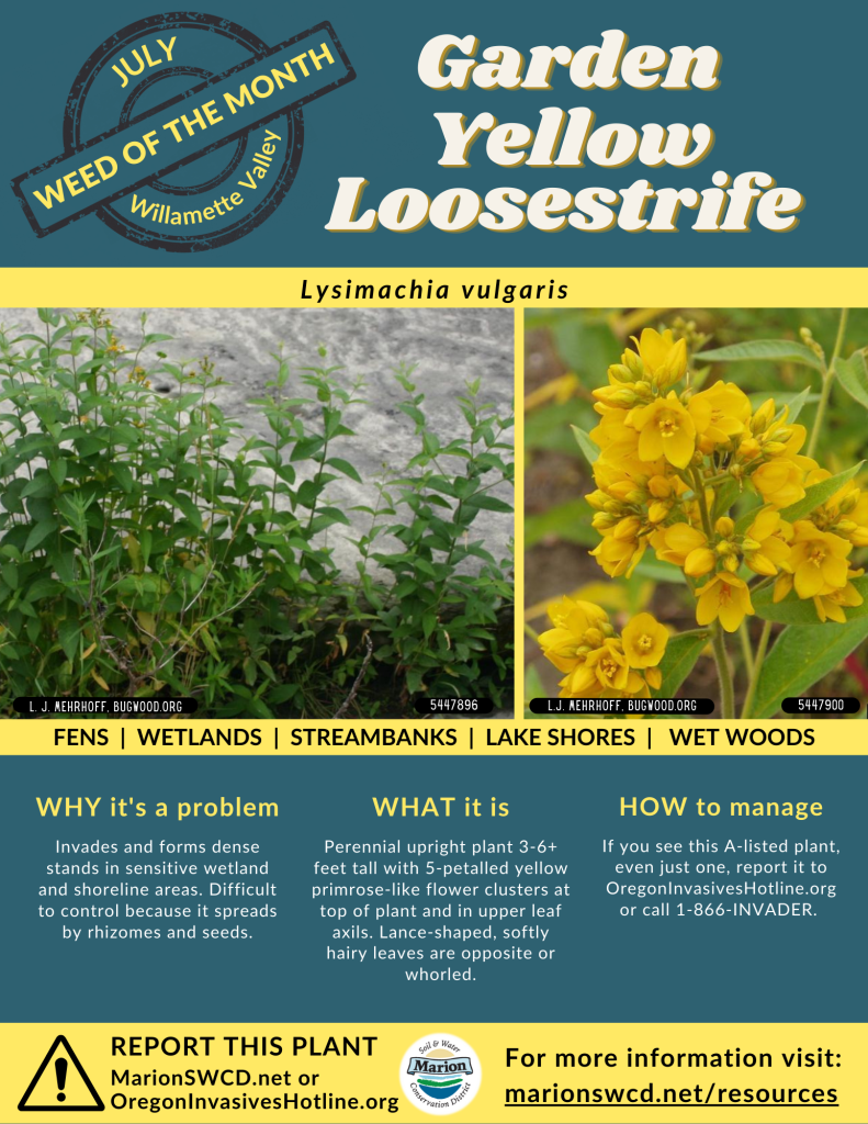 Green and yellow flyer for garden yellow loosestrife shows lance shaped leaves and clusters of small yellow flowers
