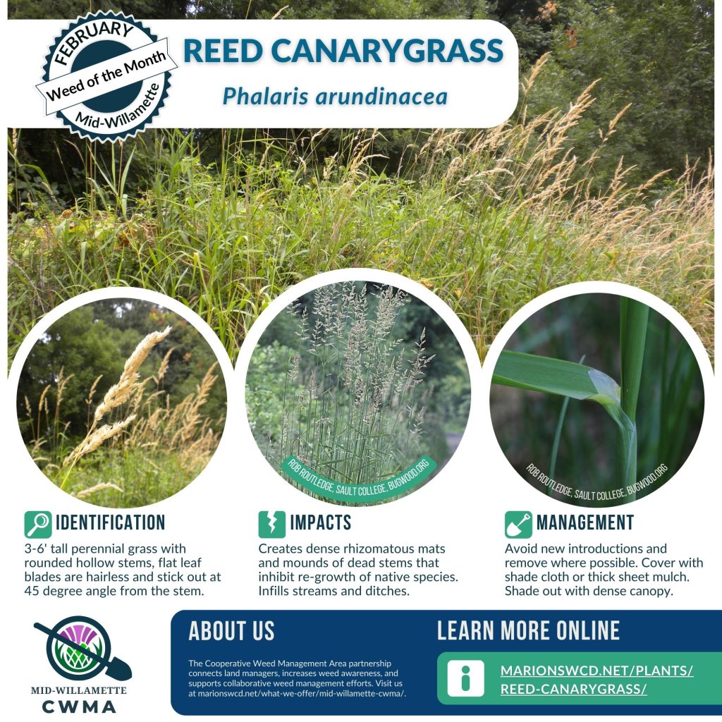 A flyer for weed of the month reed canarygrass (RCG) that shows four images of RCG. One is of a patch of RCG, one is of a seedhead spike that is rather plume-like, one has more open seed heads, and one shows the  leaf blade sticking out at a 45 degree angle from the stem.