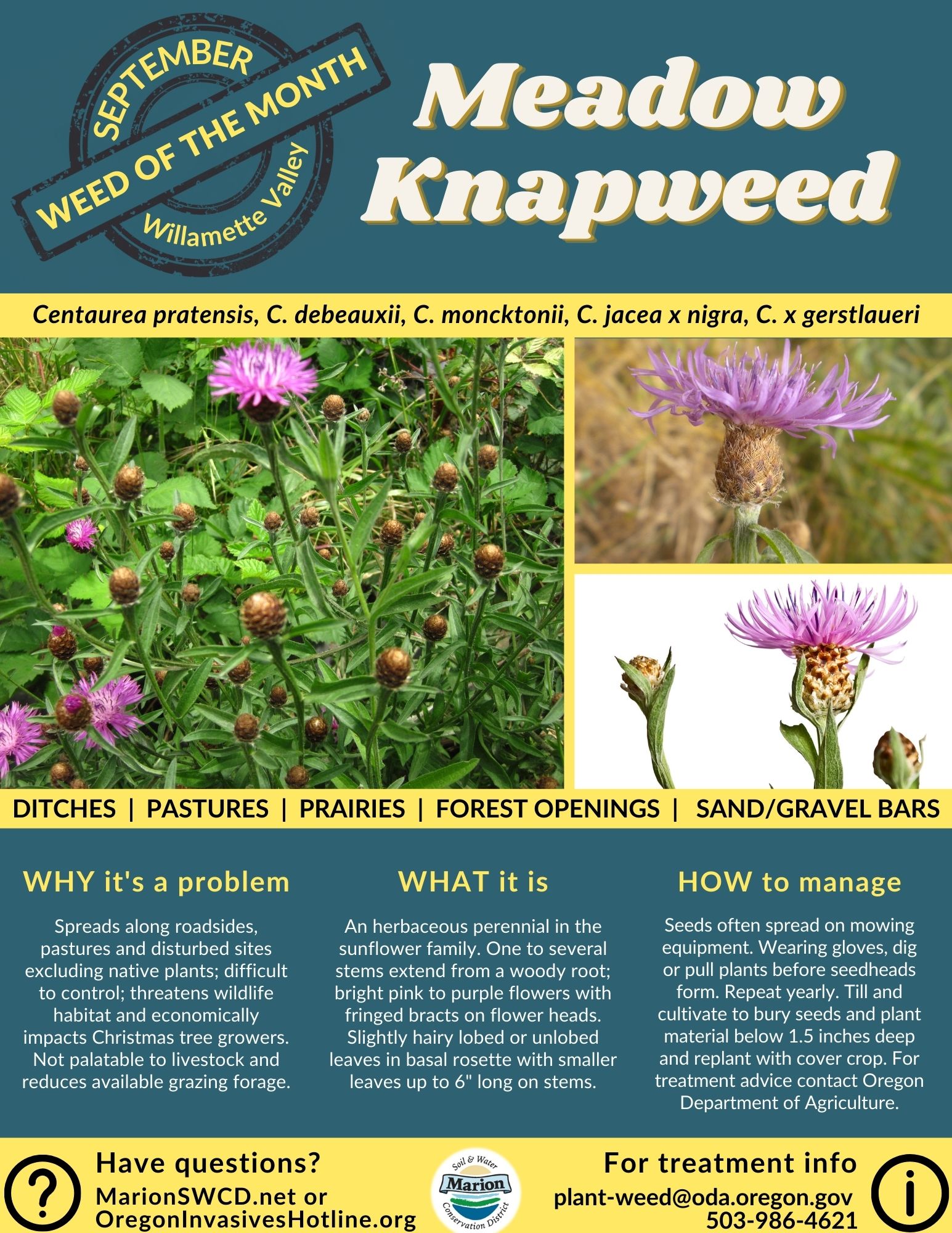 Weed of the Month: Meadow Knapweed - Marion SWCD