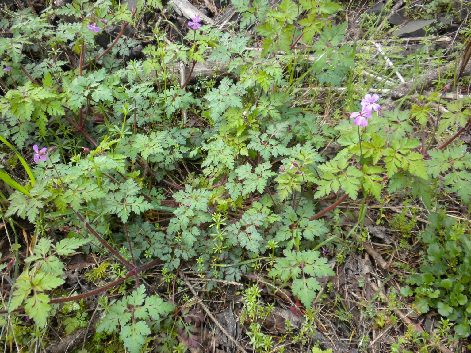 Herb Robert Marion SWCD