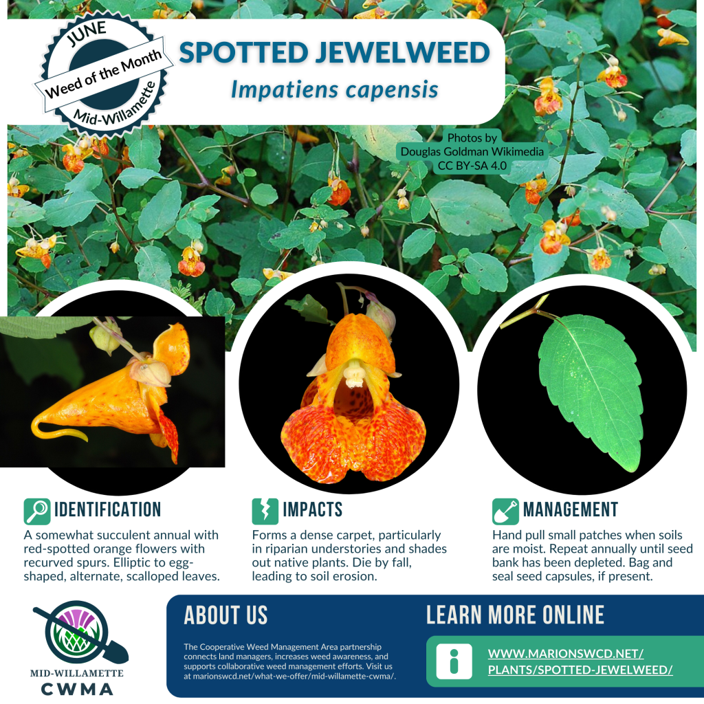 A square flyer showing a spotted jewelweed plant and closeups of the recurved-hooked red-spotted orange flower and scalloped leaf.