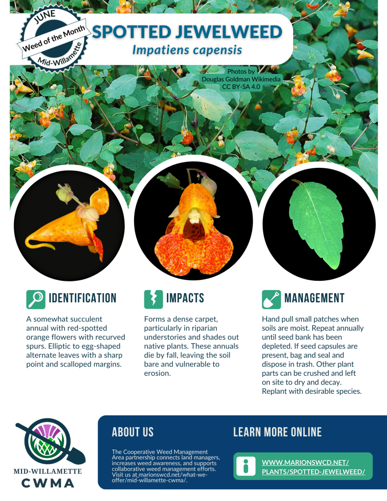 An 8.5x11 flyer showing a spotted jewelweed plant and closeups of the recurved-hooked red-spotted orange flower and scalloped leaf.
