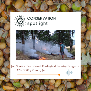 Background of acorns with foreground of person managing a landscape with Wildfire, the Conservation Spotlight logo, and title Joe Scott - Traditional Ecological Inquiry Program KMUZ 88.5 & 100.7 fm.